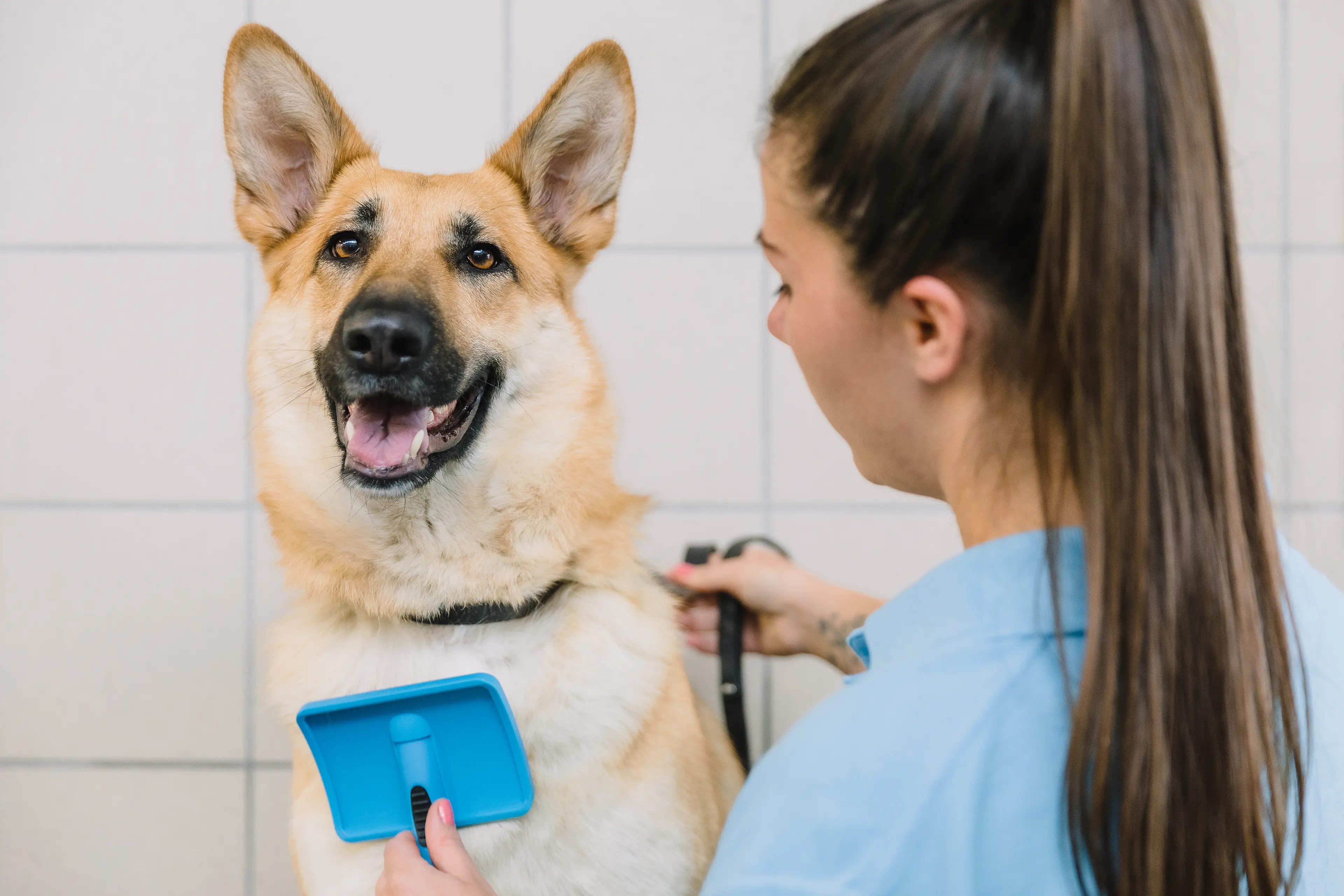 A German Shepherd being groomed with a brush.