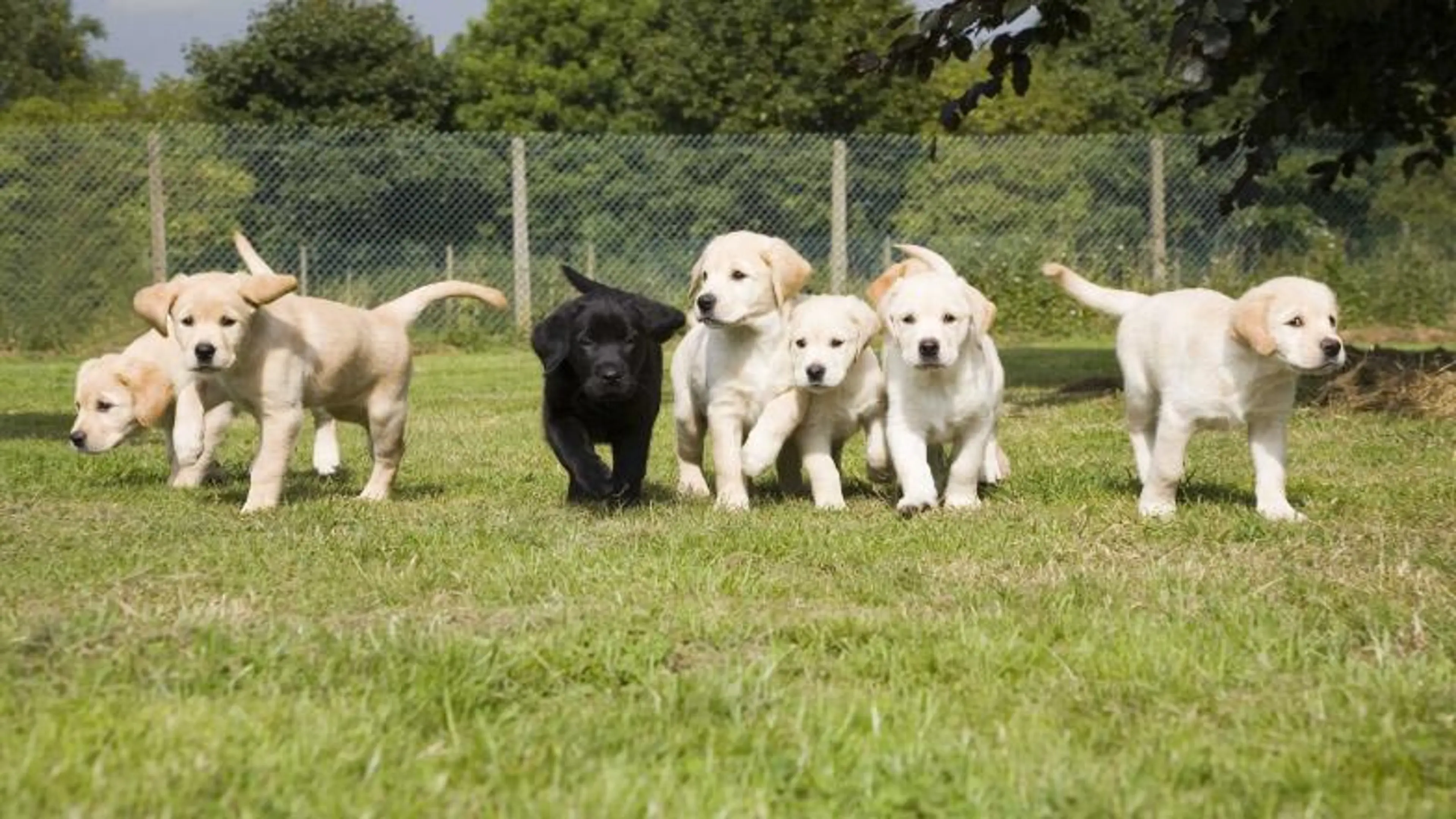 Lots of puppies playing in a field