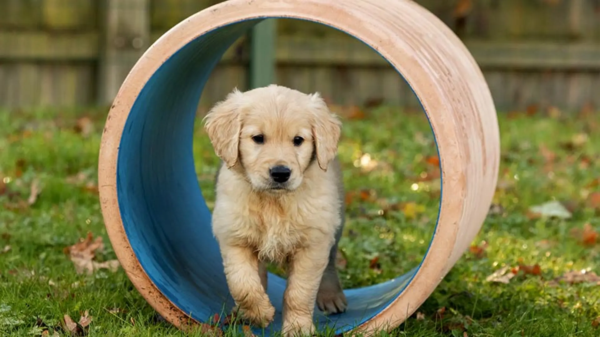 Basil standing in a play tunnel in the garden