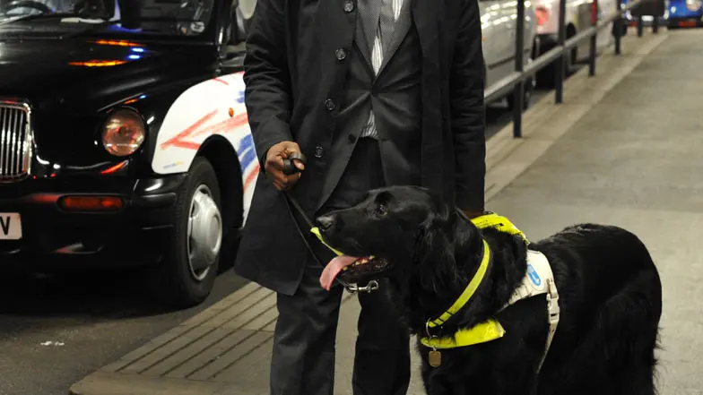 Man with guide dog stood next to a taxi.
