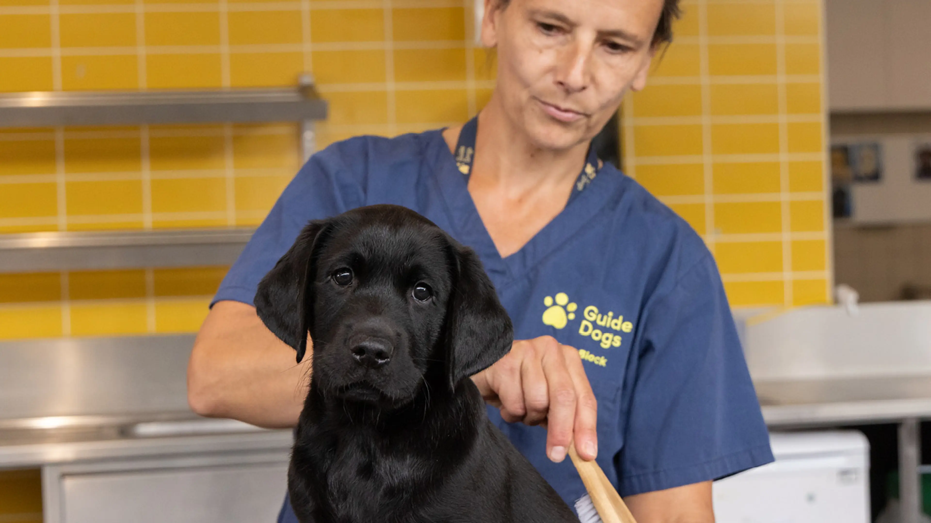 Rudy being brushed by a Guide Dogs staff member.
