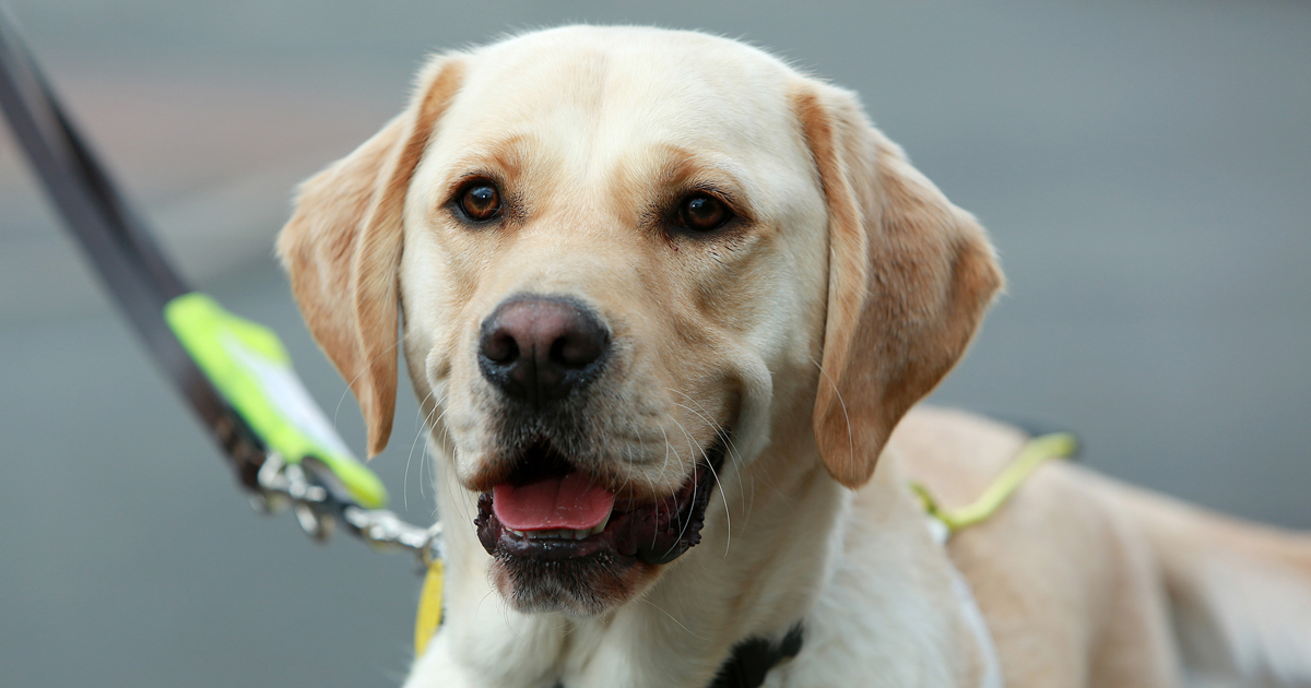 www.guidedogs.org.uk