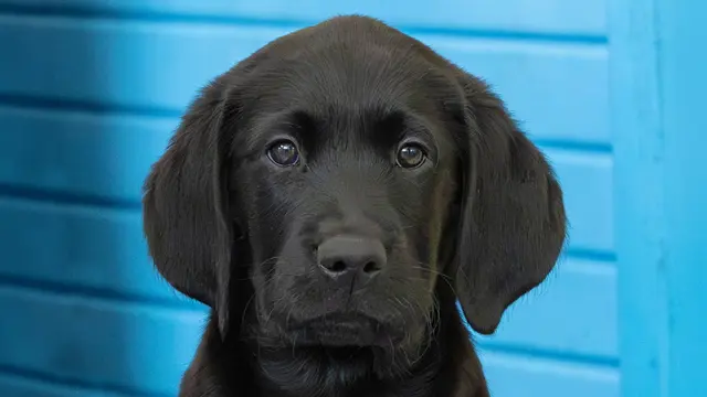Stanley looking towards the camera.