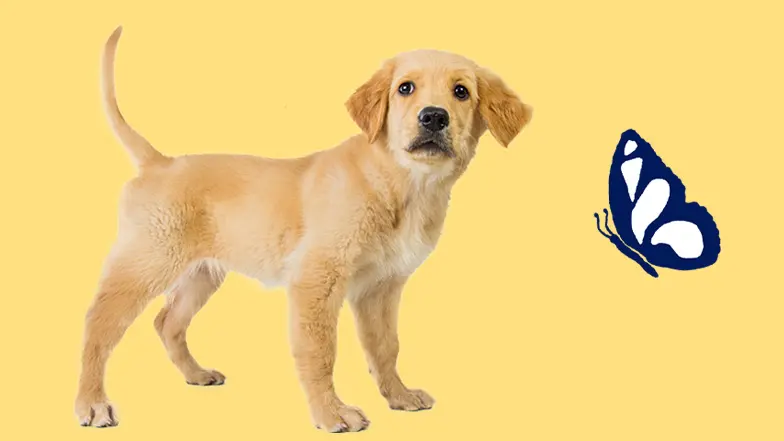Standing golden Labrador puppy with an illustration of a blue butterfly to the right hand side