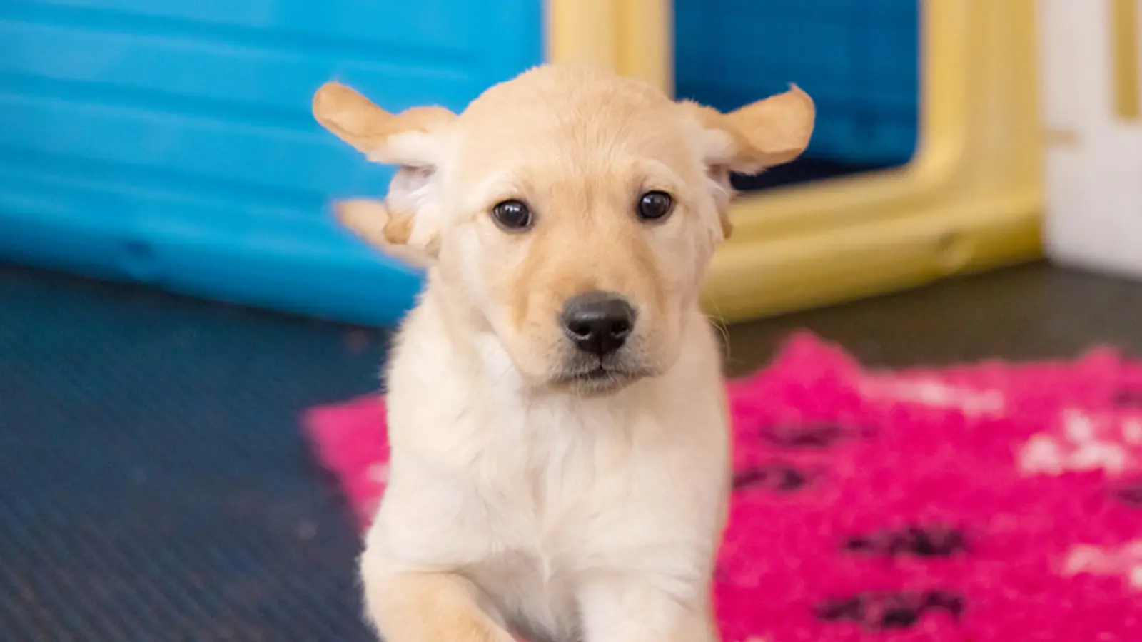Honey trotting towards camera, her ears flapping.