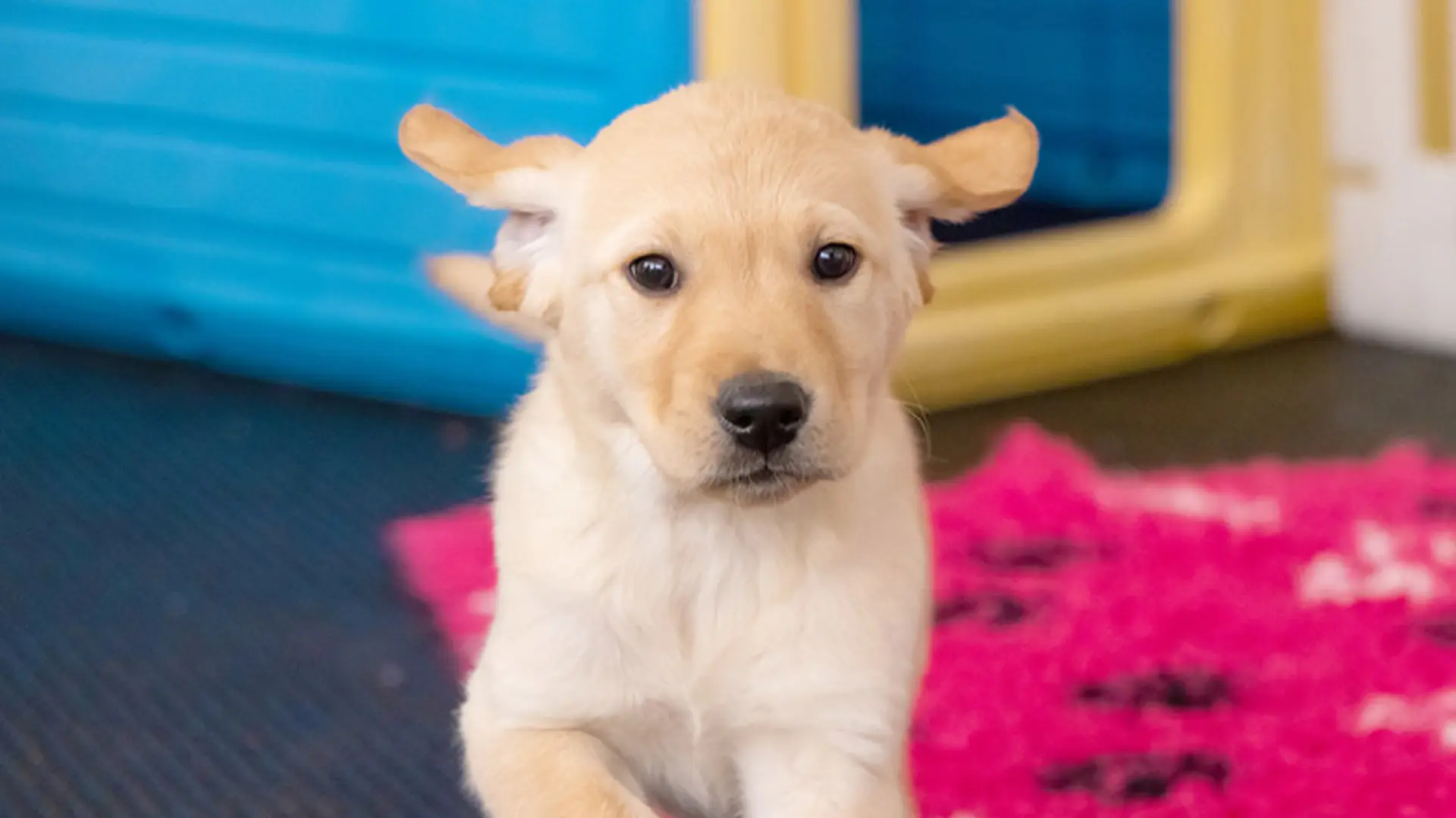 Honey trotting towards camera, her ears flapping.
