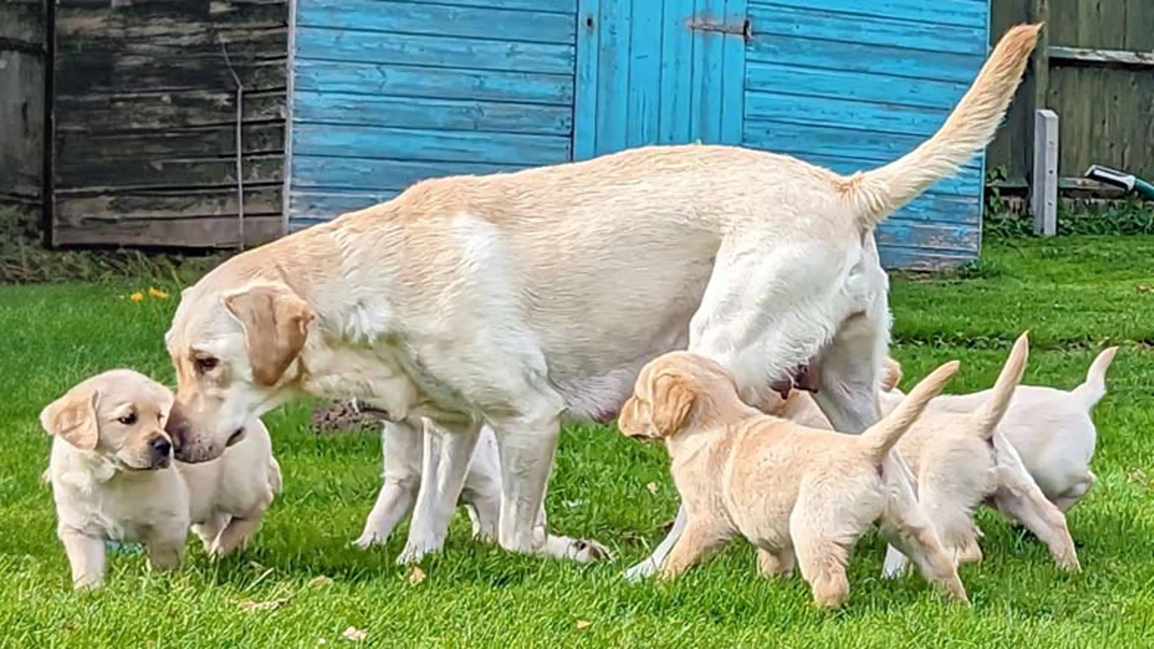 Hazel with her mum and her siblings standing together outside