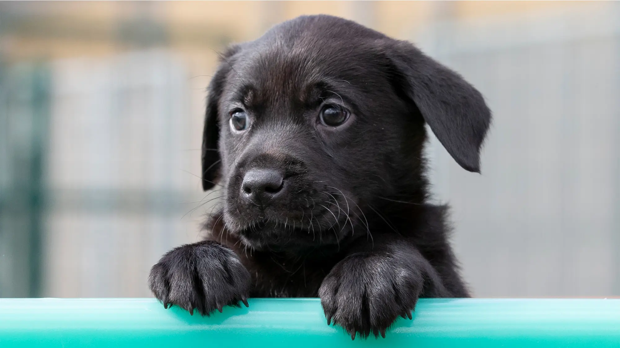 A Guide Dogs black Labrador puppy rests its paws on a barrier.