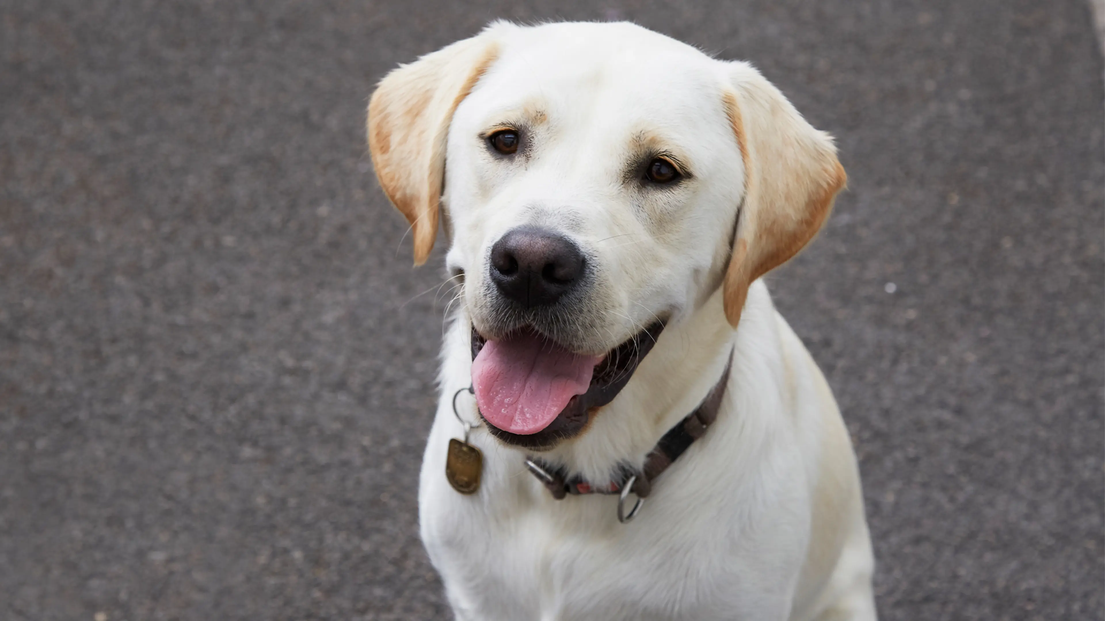 A yellow Labrador guide dog in training sits looking up at the camera.