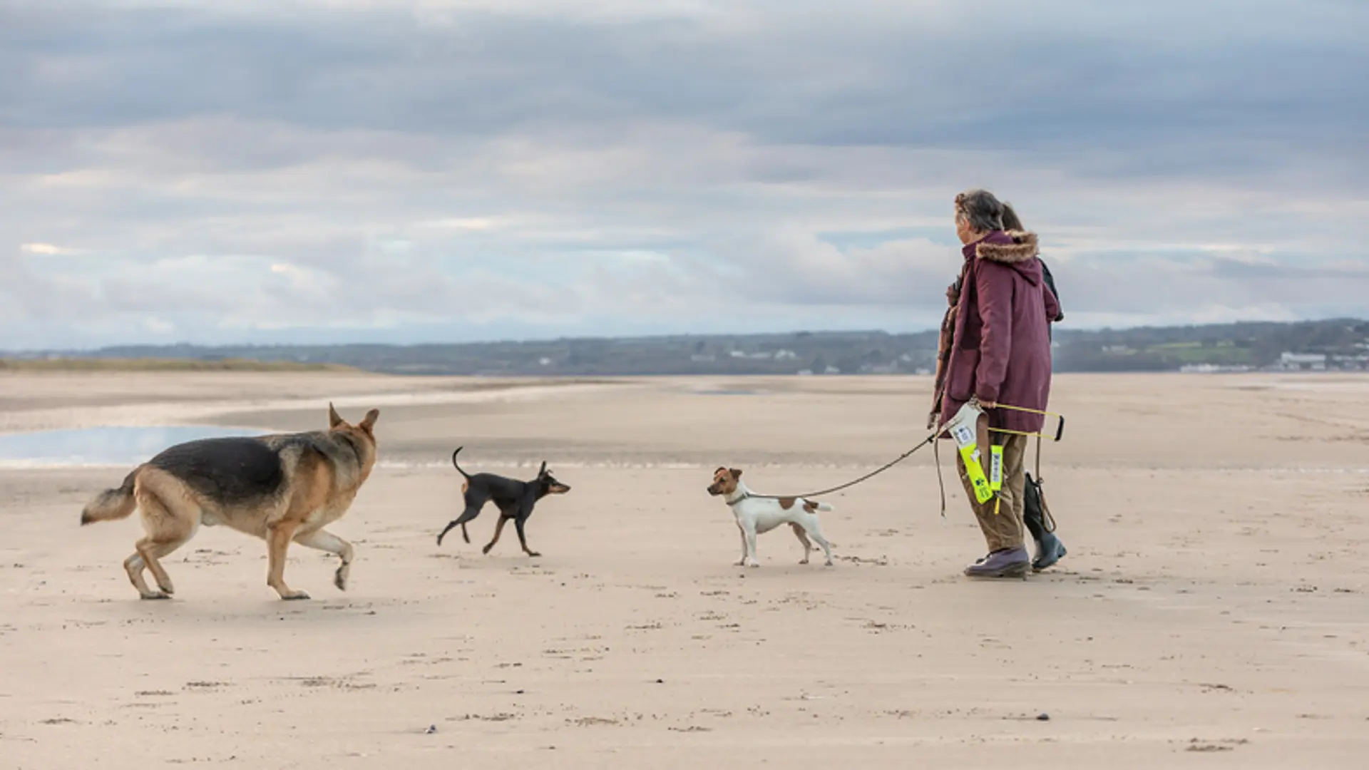 Two friends walk together on the beach with their dogs, including a German shepherd guide dog and two small family dogs. 