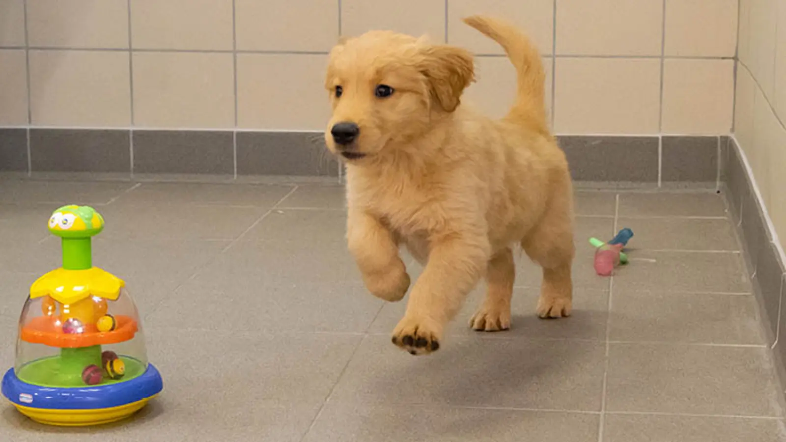 Toby mid jump and running inside towards a toy