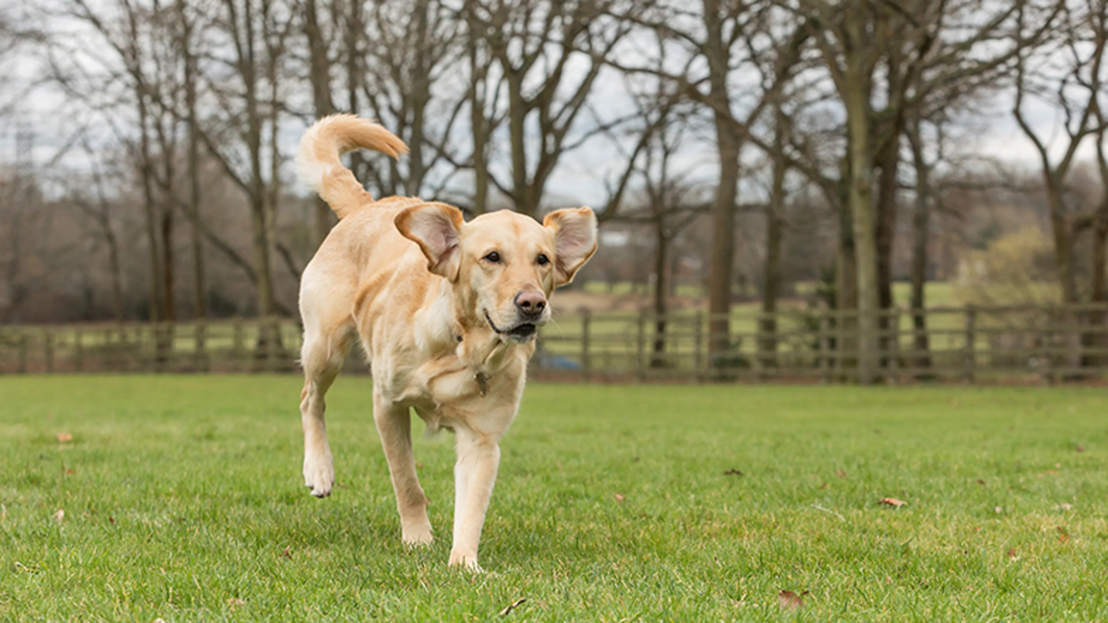 Labrador running through an open field.