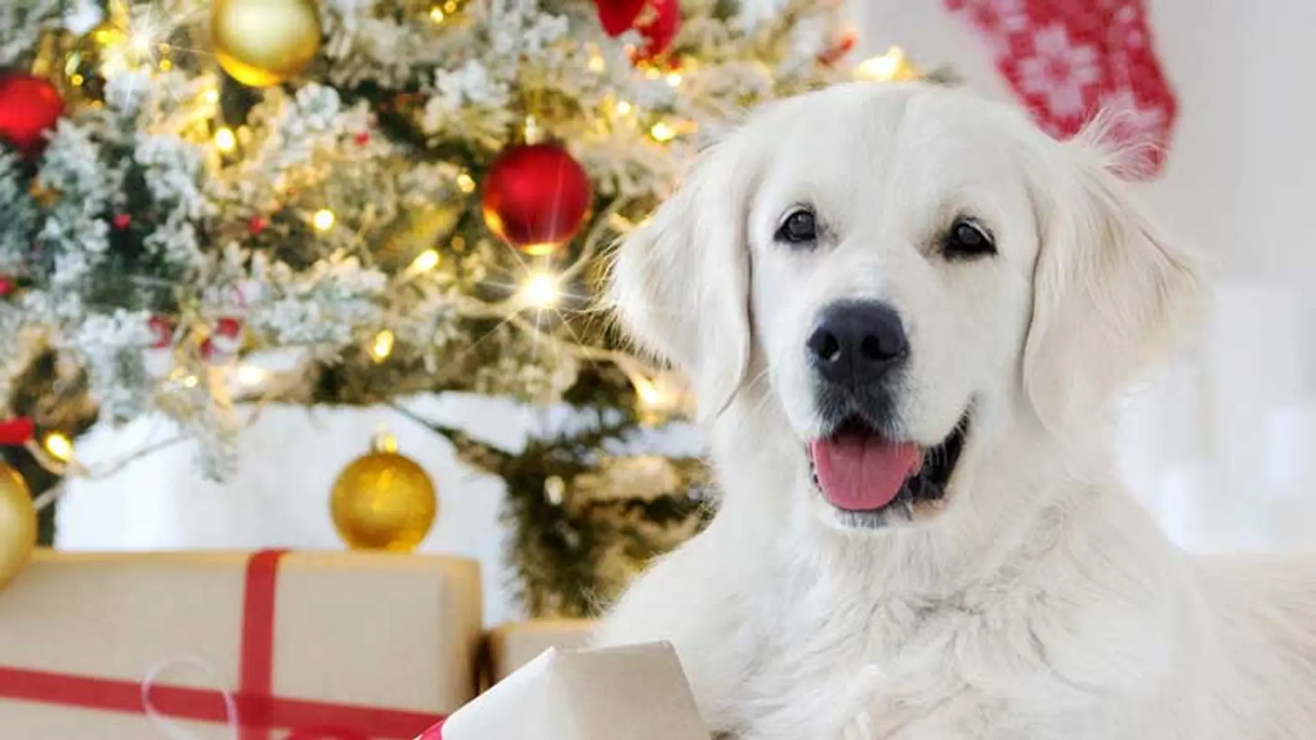White guide dog next to gold presents under a decorated Christmas tree