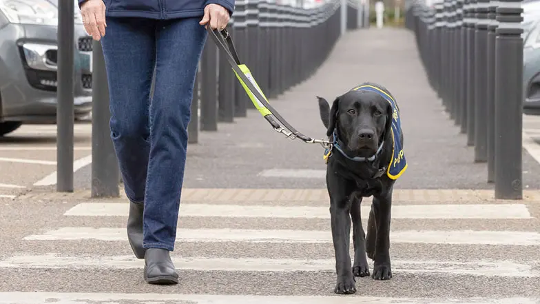 Sage on a loose lead walk with Puppy Raiser Chrisi