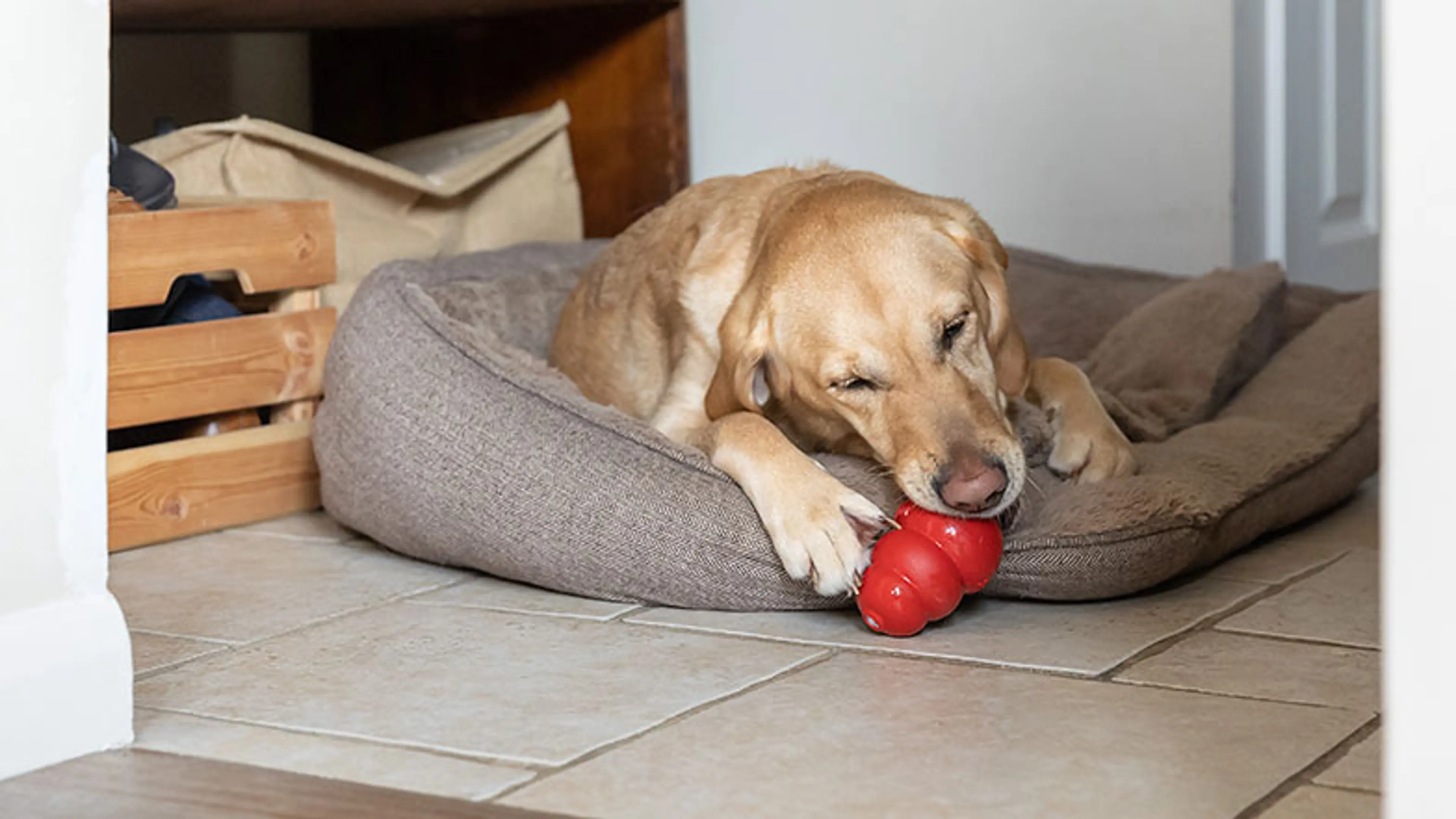 A rehomed guide dog rests on their dog bed with a chew toy.