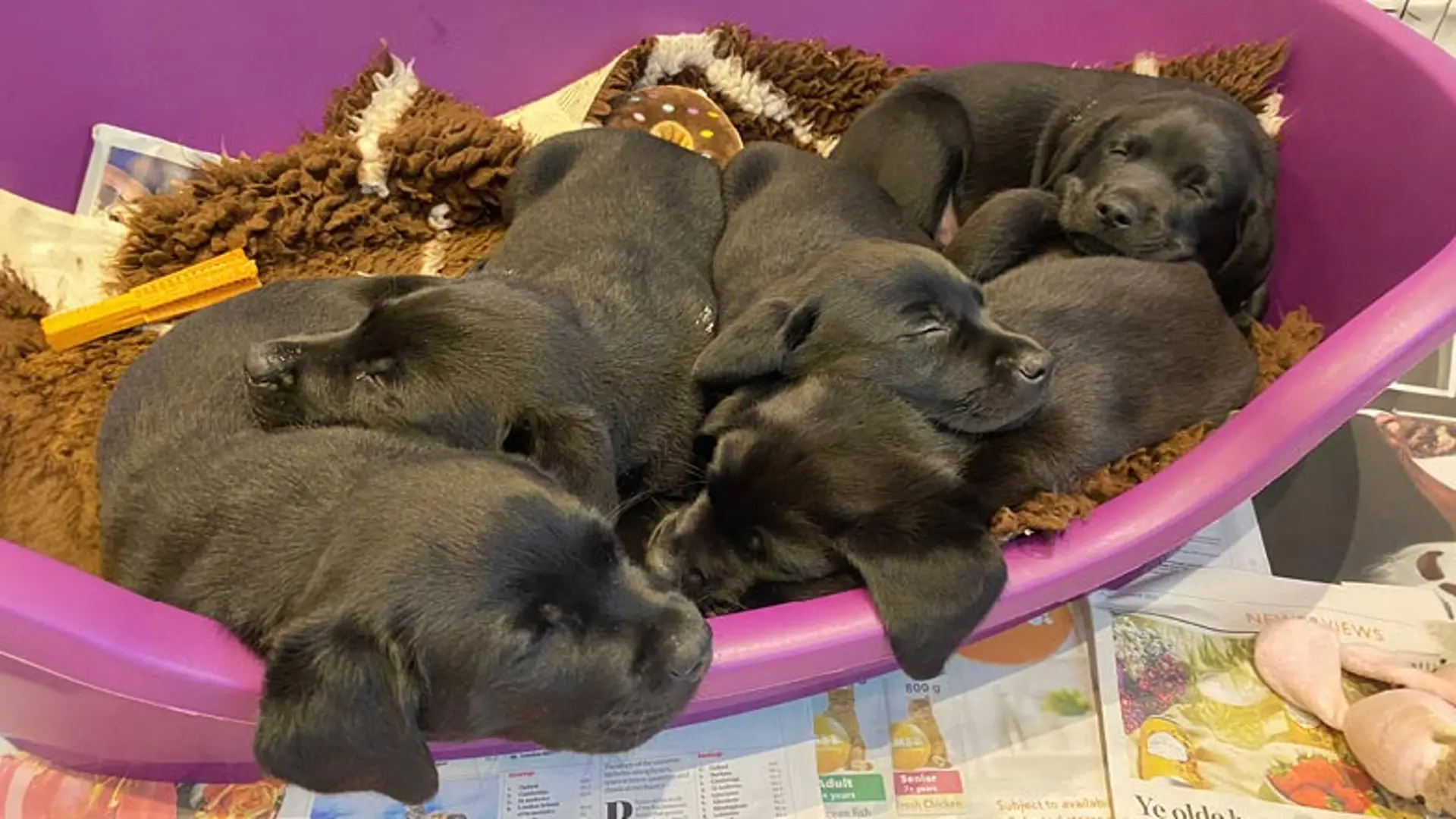 Frank and his litter lying together in a dog bed