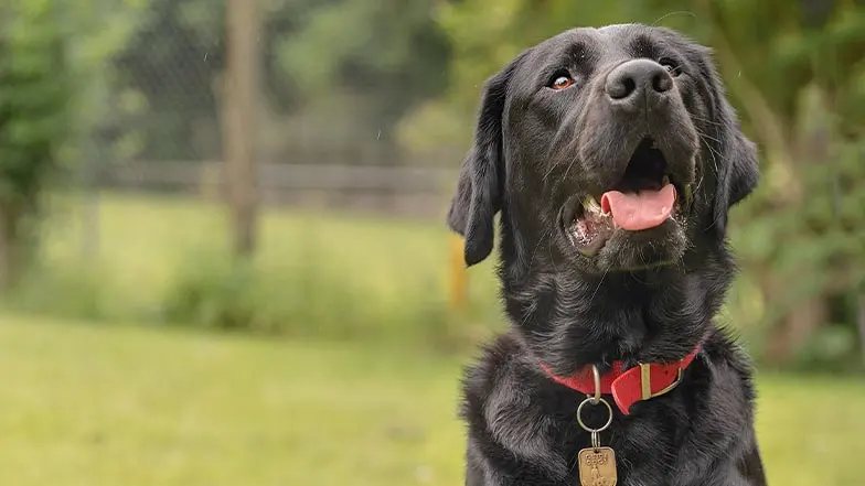 A black Labrador guide dog sits on the grass looking upwards with their tongue out.