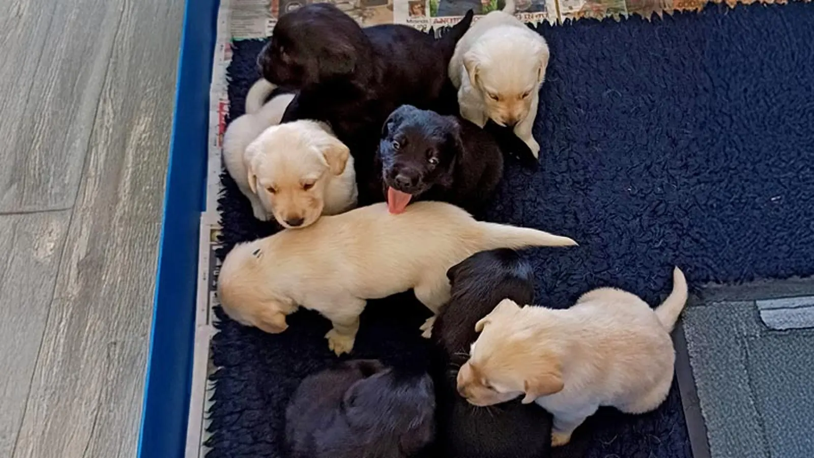 Clara's litter sitting closely together on a dog bed.