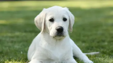 Labrador puppy sitting on the grass
