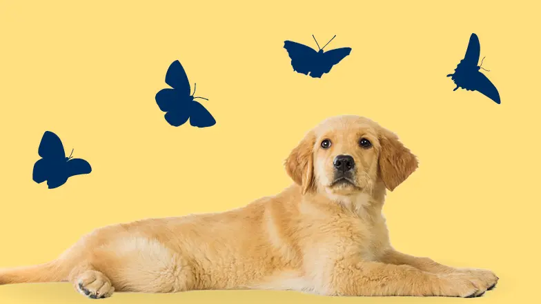 Puppy laying down with images of blue butterflies above