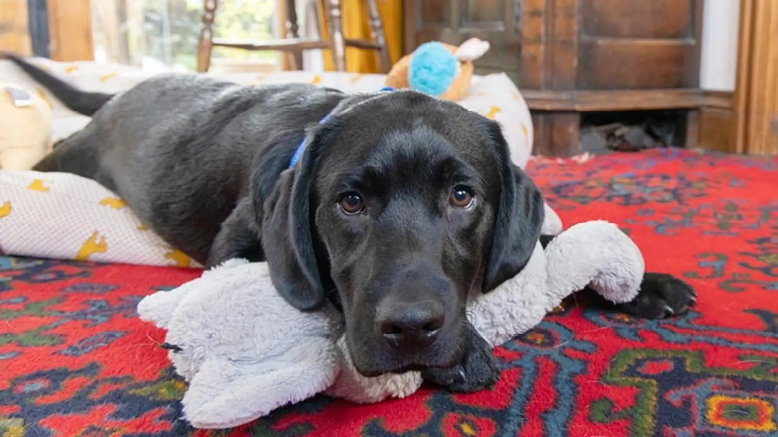 A close up of Jack lying half on the carpet and half in his bed with his head resting on a grey soft toy.