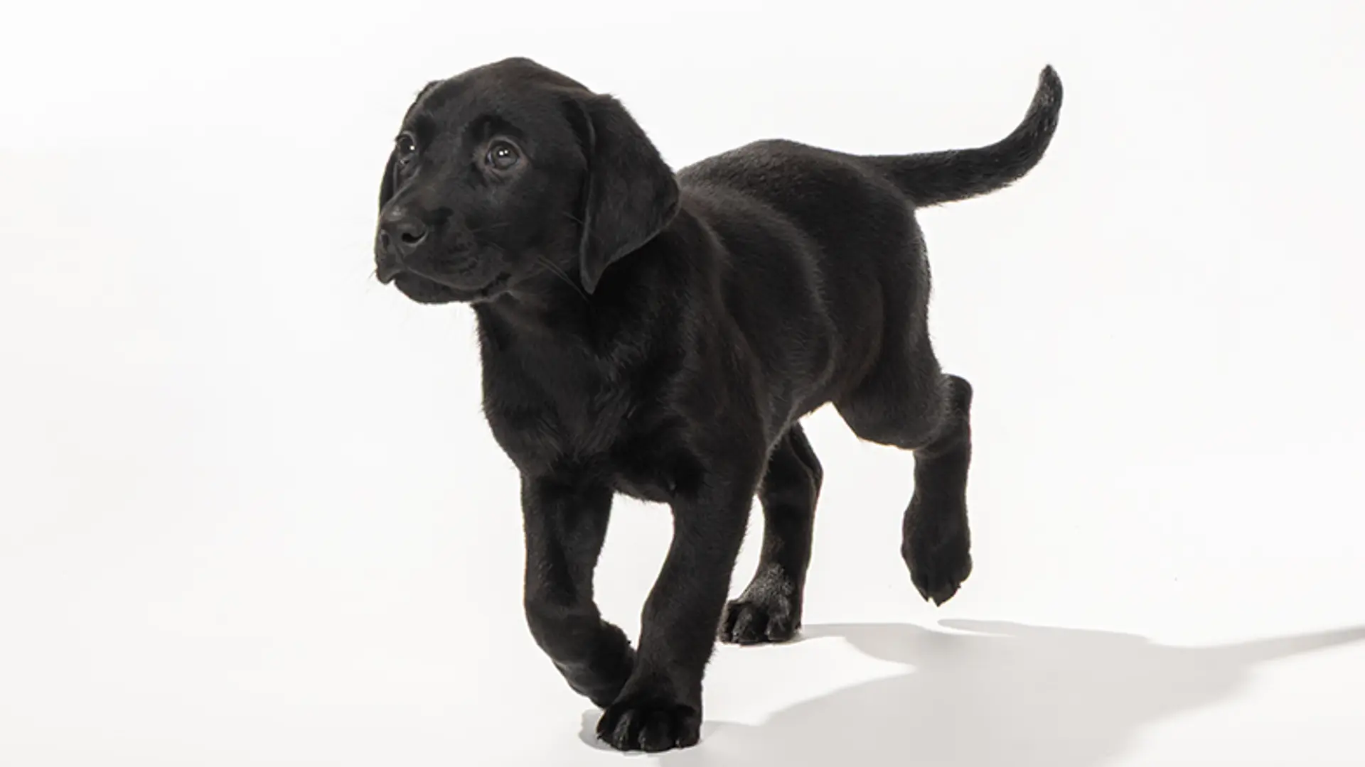 Hetty, a black Labrador puppy, running towards the left of the camera.
