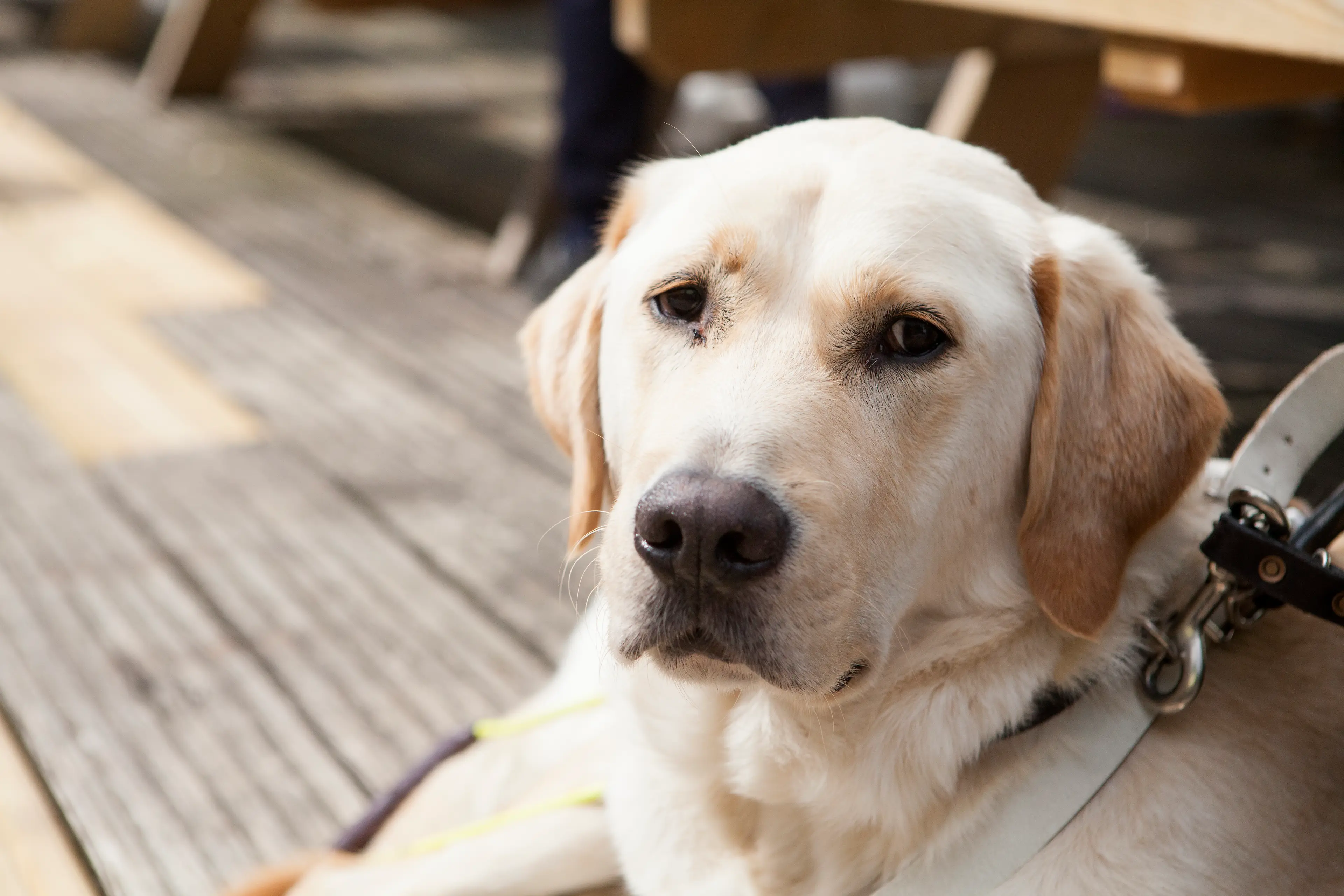 A golden labrador Guide Dog in harness lies on the floor.