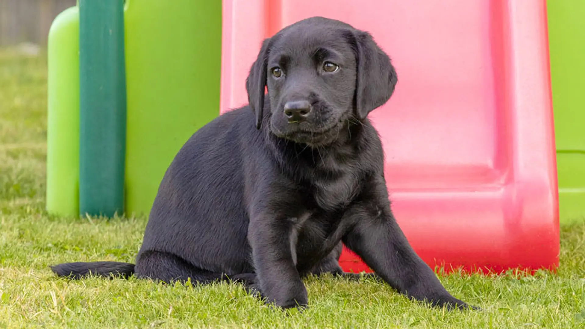 Sage sitting outside in front of a colourful slide