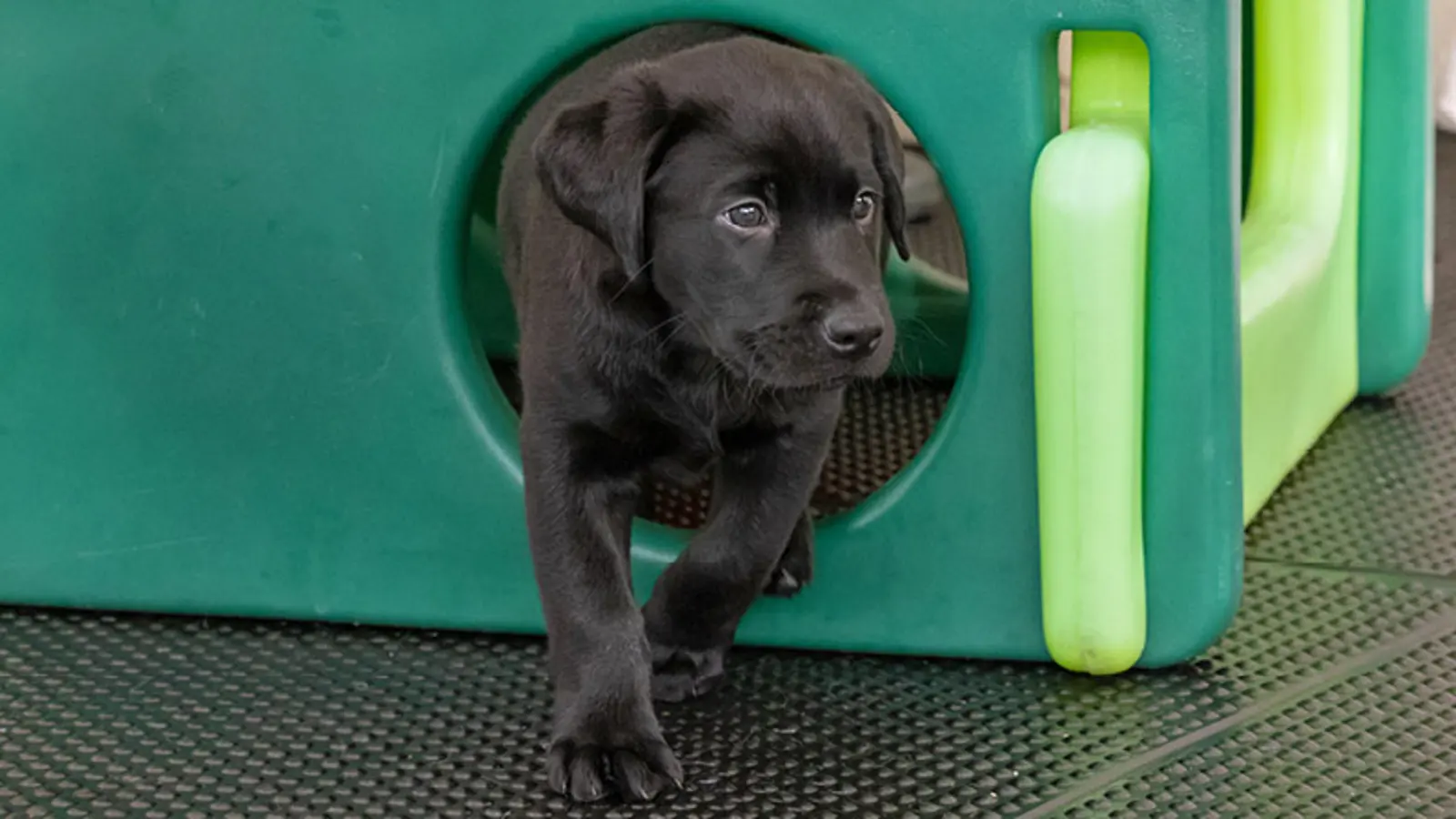 Frank walking through a round opening in an outdoor play pen