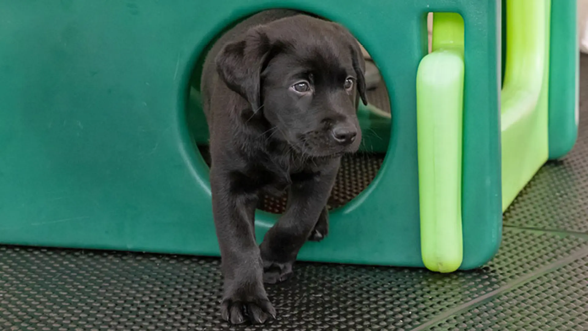 Frank walking through a round opening in an outdoor play pen