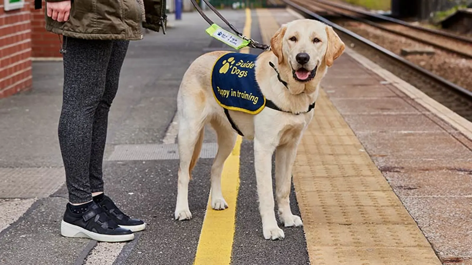 Guide dog puppy in training standing with their puppy raiser on the tactile surface of a station.