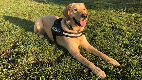 Rehomed golden Labrador Ossie lying in the sun