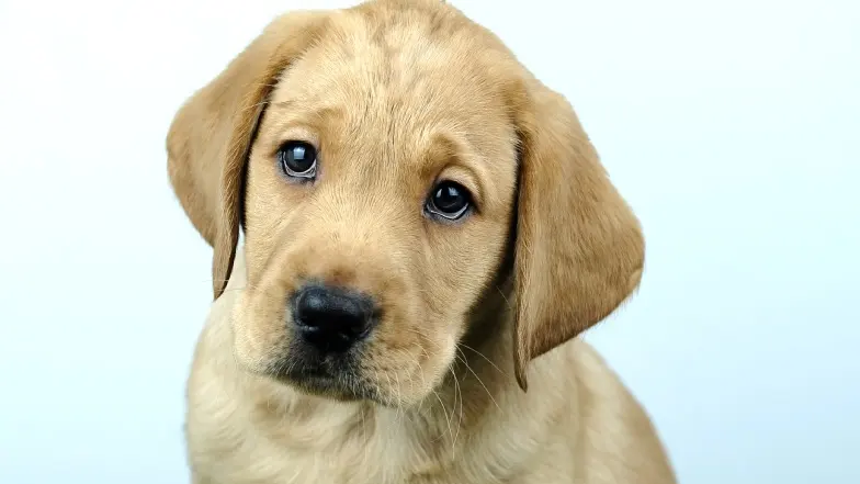 Name a Puppy dark yellow lab Rocky headshot