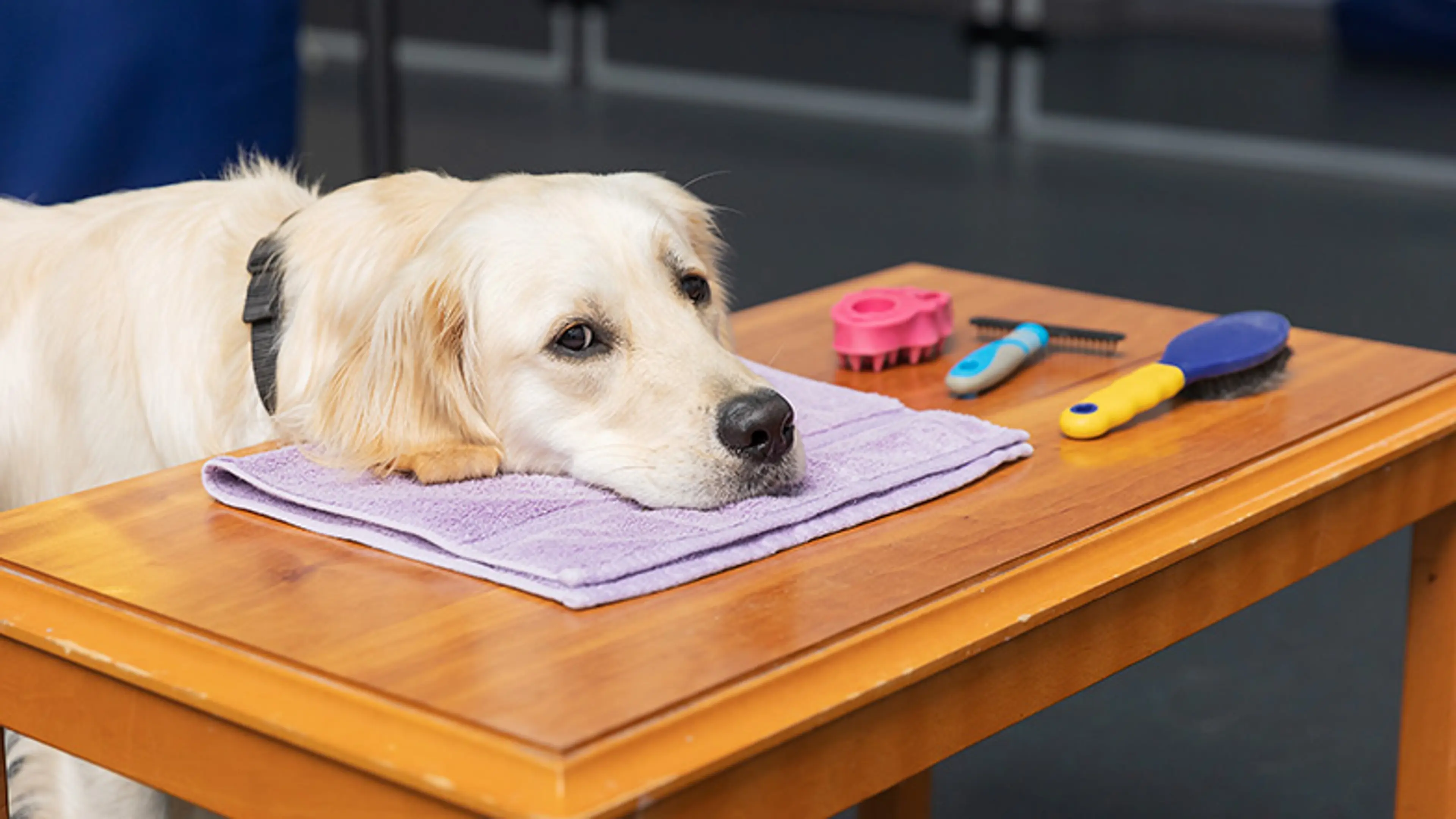 A guide dog in training rests their head next to a brush and comb grooming set.