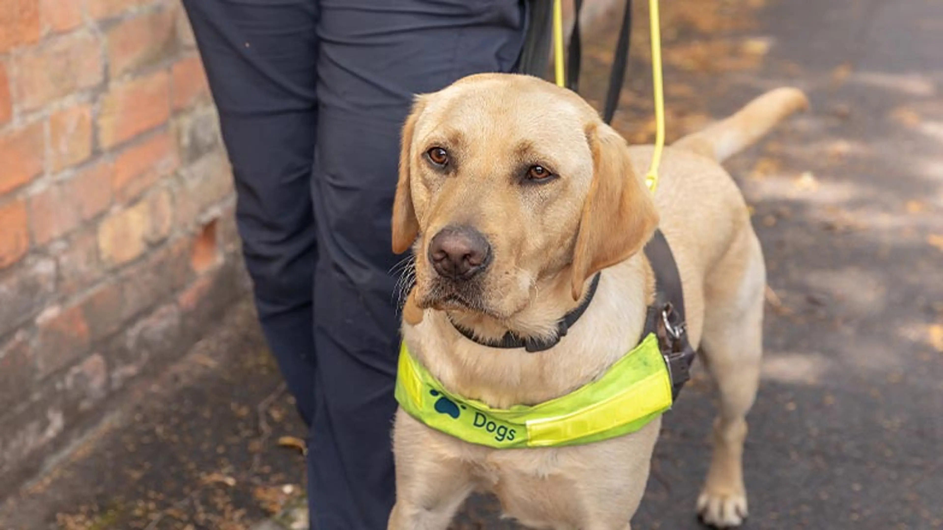 A guide dog in training walks along a path with a trainer.