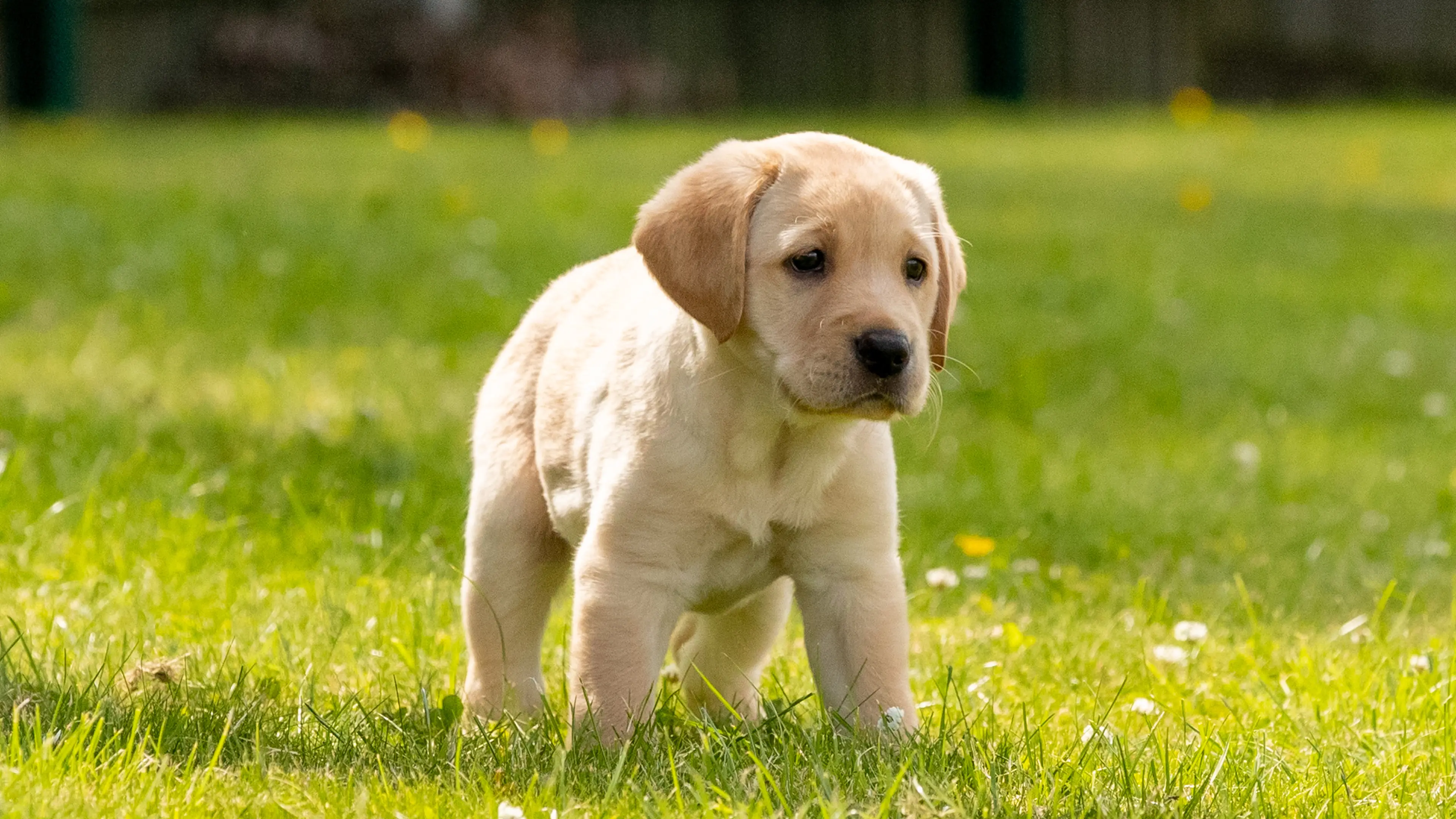 A yellow Labrador guide dog puppy stands in a sunny grass area.