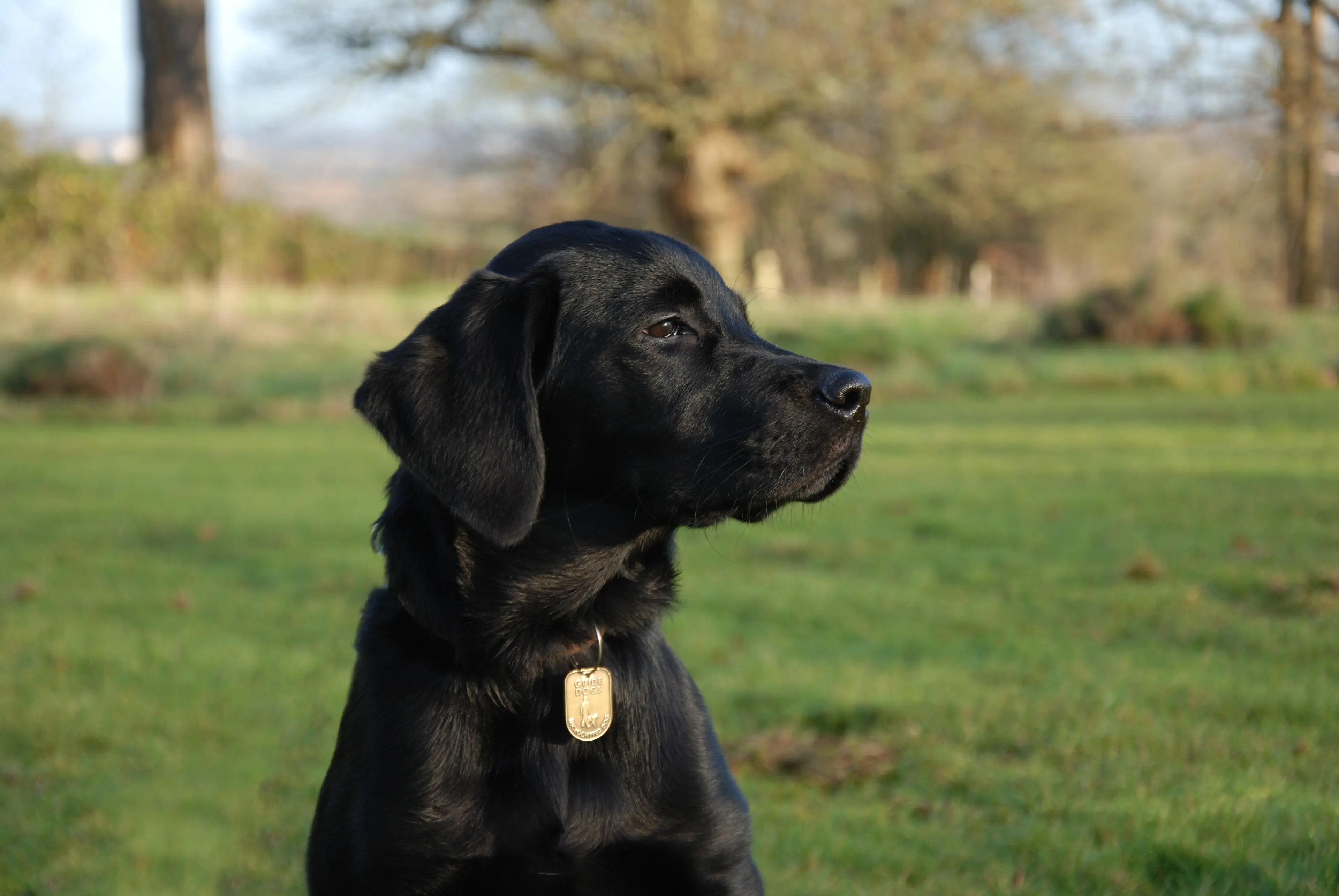 A black dog is sitting in a field, looking to the side.