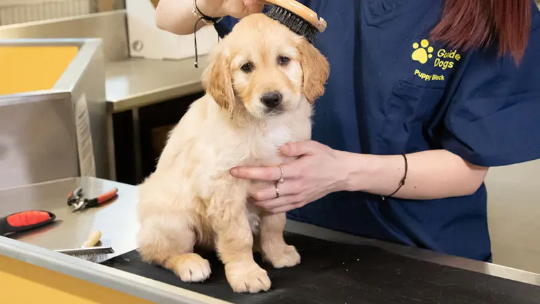 A Guide Dogs member of staff grooms Judy