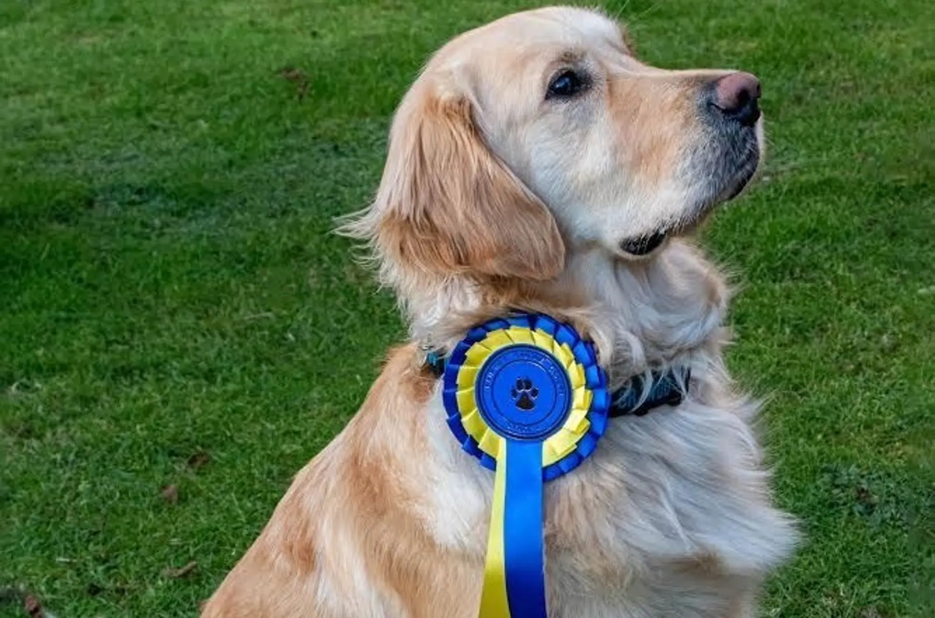 Rehomed guide dog Reggie wearing a Good Citizen rosette