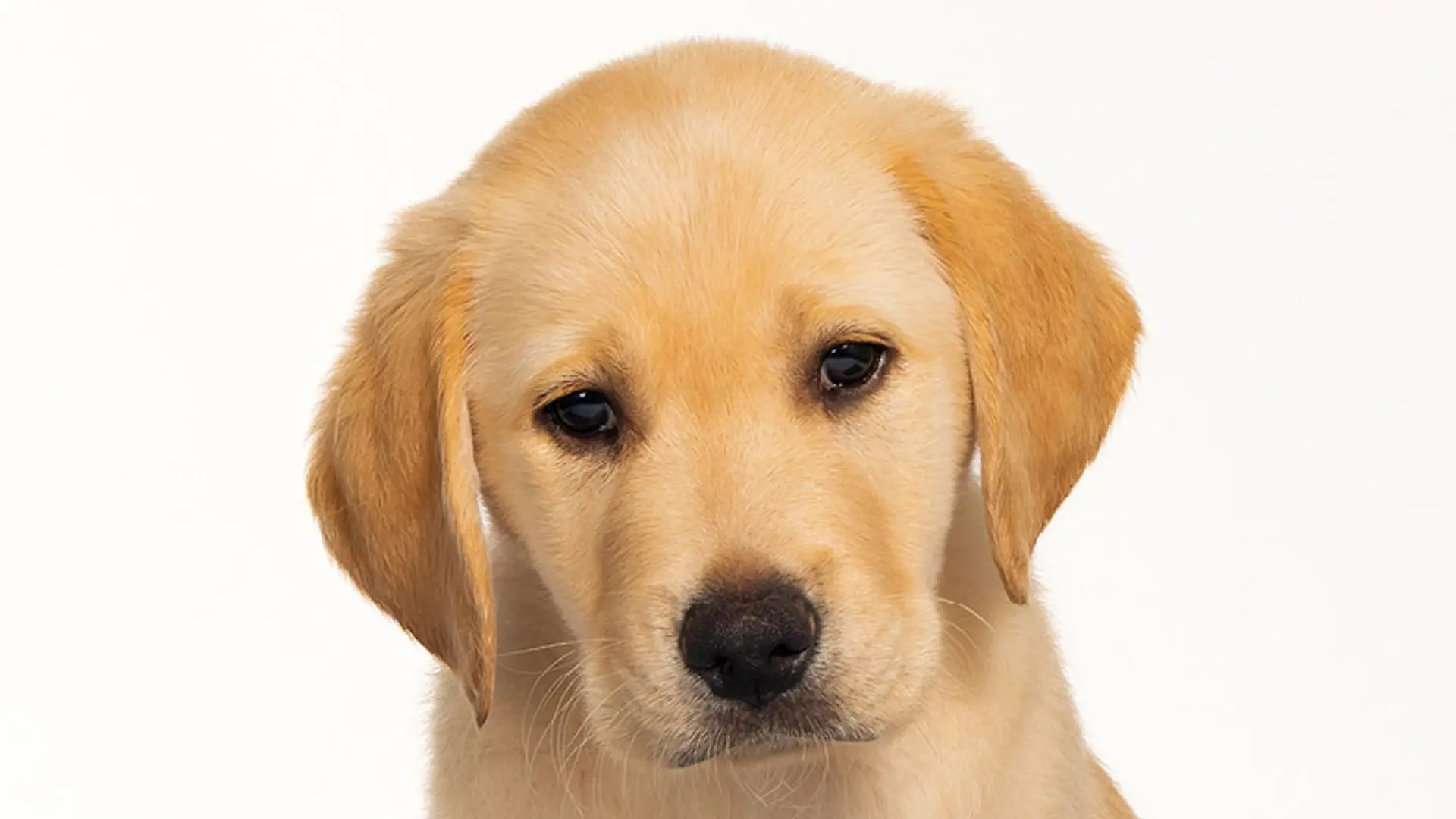 Headshot of yellow Labrador/retriever cross Merry.