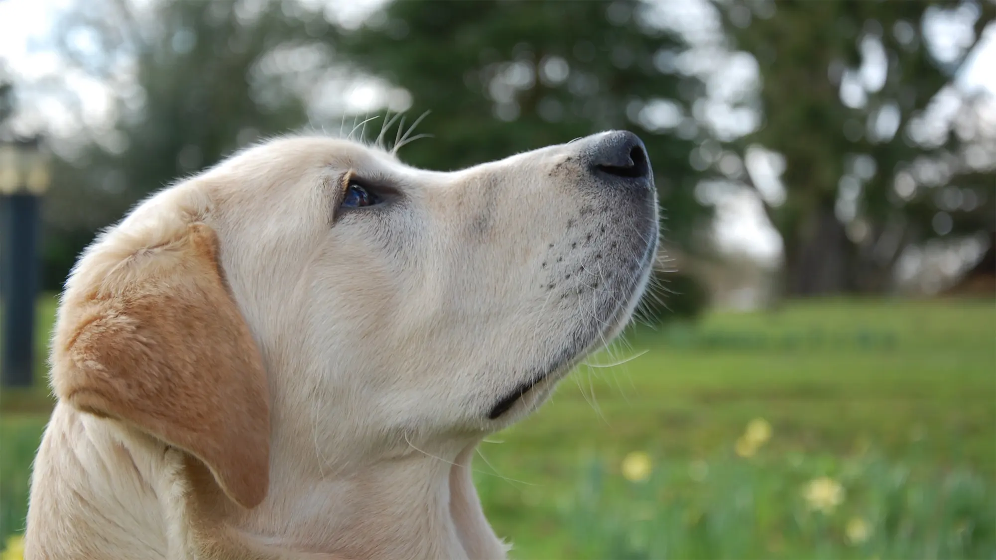 A golden Labrador puppy looks up in the garden at the Guide Dogs Reading office. 