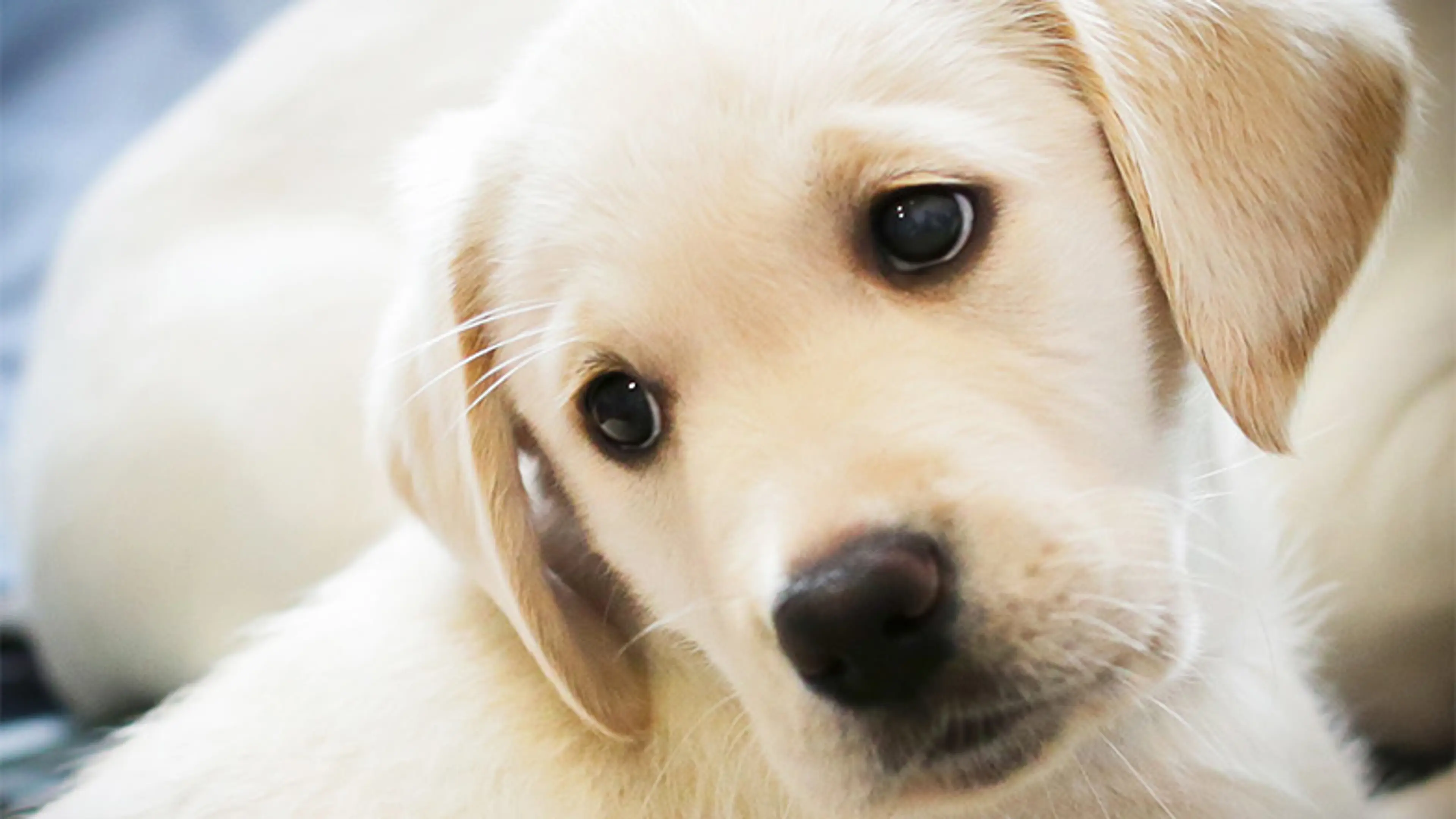 Yellow labrador puppy looks over shoulder