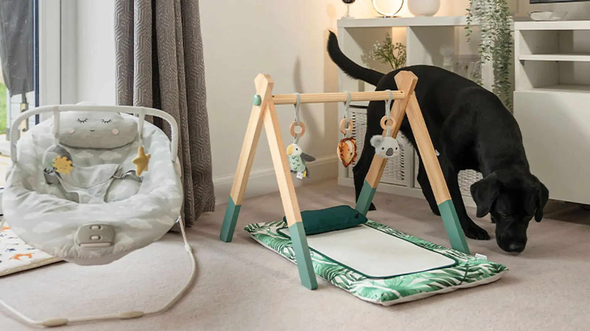 A black Labrador sniffs the ground beside a baby mat and bouncer, inside a living room.