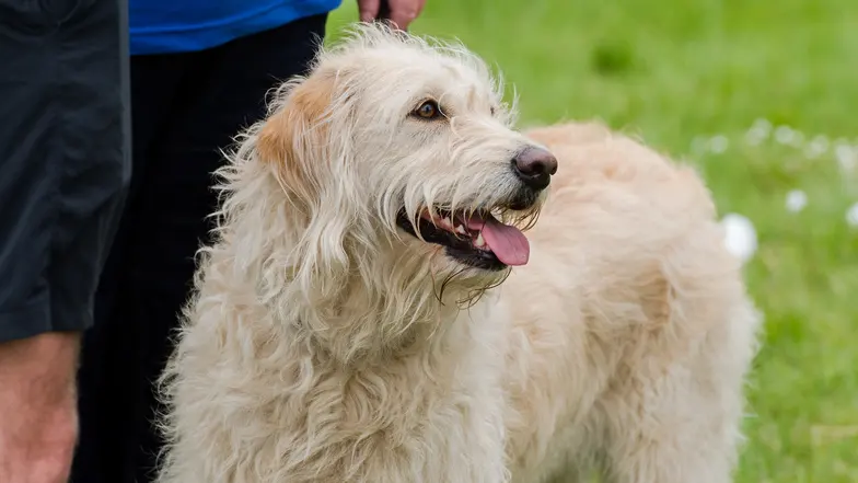 A poodle cross Labrador stands next to their owner in a field.