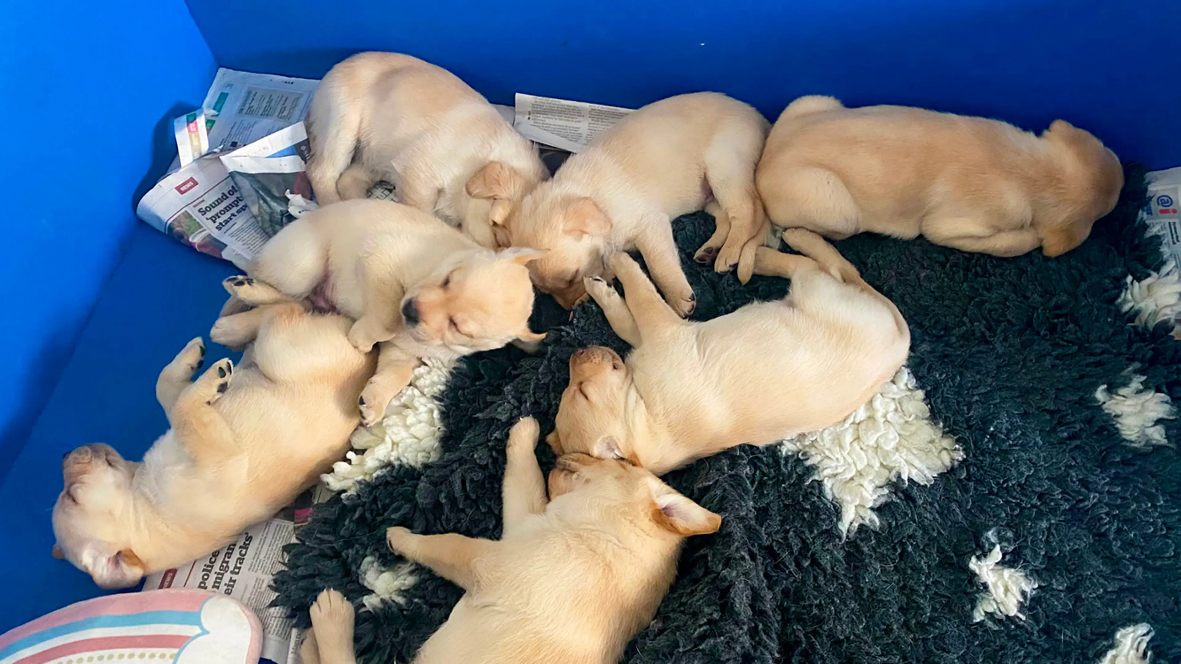 Bruce snuggling with his six littermates.
