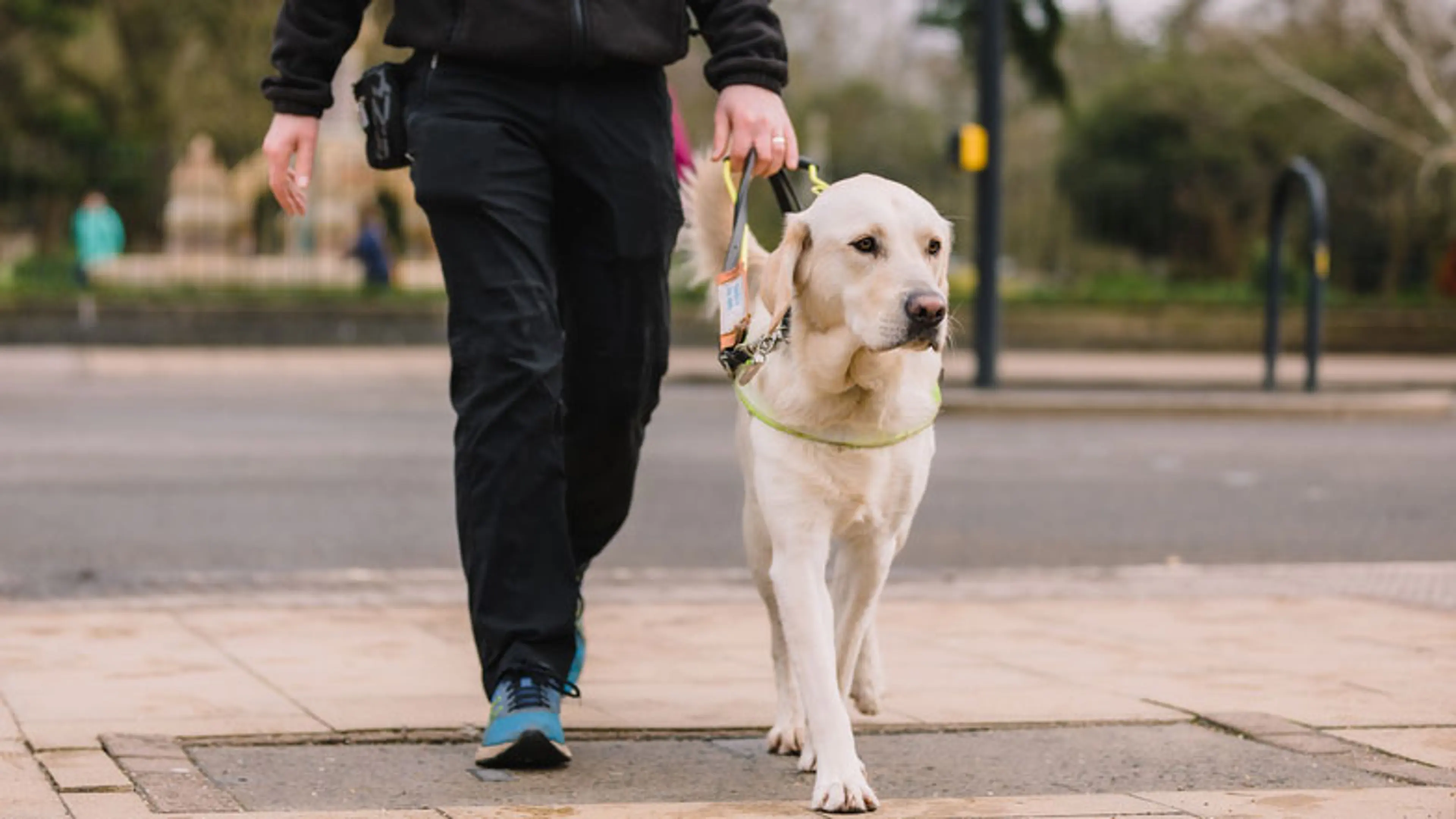 Guide dog in training walking with a guide dog trainer