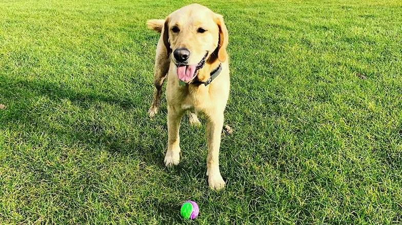 Rehomed golden Labrador, Ossie, with a ball in the sun